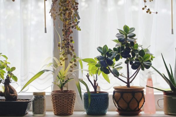 Jak zadbać o rośliny w domu?